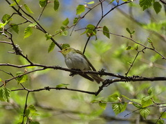 Phylloscopus sibilatrix