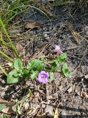 Ruellia humilis