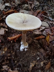 Amanita phalloides