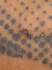 Aedes scapularis
