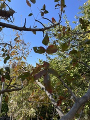 Pistacia atlantica mutica