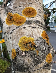 Xanthoria parietina