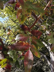 Pistacia atlantica mutica