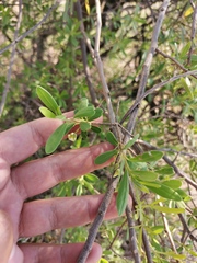 Diospyros lycioides