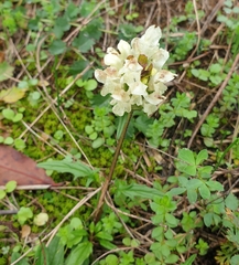 Prunella laciniata