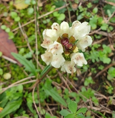 Prunella laciniata