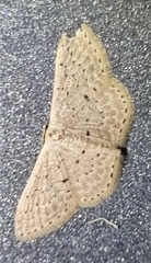Idaea philocosma