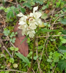 Prunella laciniata
