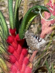 Ogyris amaryllis