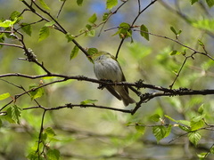 Phylloscopus sibilatrix