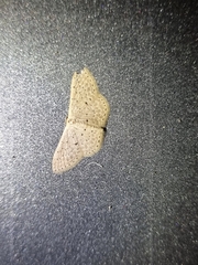 Idaea philocosma