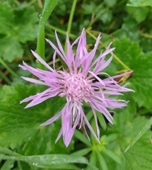 Centaurea