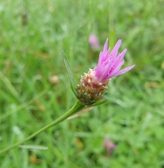 Centaurea