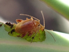 Longitarsus kleiniiperda