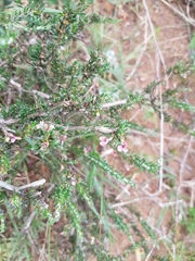 Muraltia macropetala