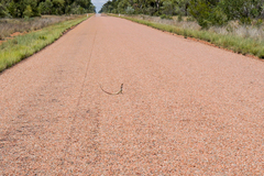 Chlamydosaurus kingii