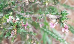 Muraltia macropetala