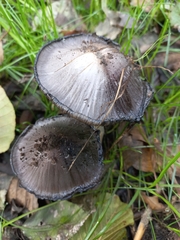 Coprinopsis