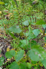 Betula platyphylla