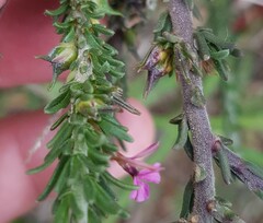 Muraltia macropetala