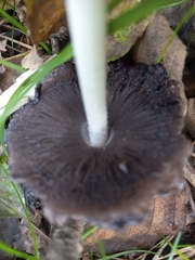 Coprinopsis