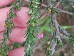 Muraltia macropetala