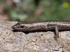 Cryptoblepharus