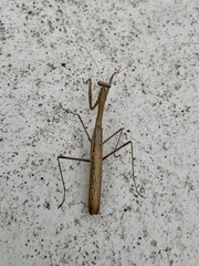 Statilia maculata maculata