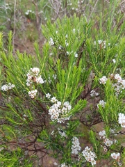 Diosma hirsuta