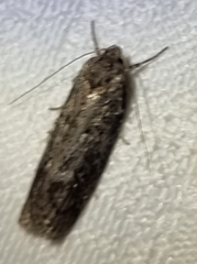 Hofmannophila pseudospretella