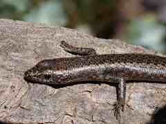 Cryptoblepharus