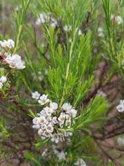 Diosma hirsuta
