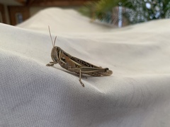 Austracris guttulosa