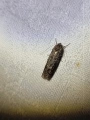 Hofmannophila pseudospretella