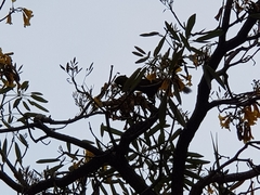 Callosciurus notatus