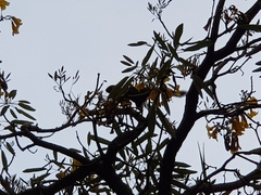 Callosciurus notatus