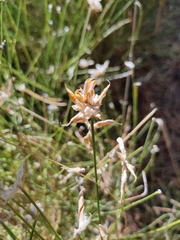 Genista umbellata