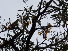 Callosciurus notatus