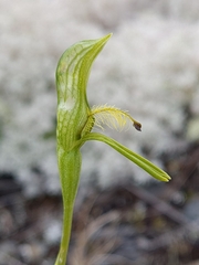 Pterostylis tasmanica