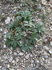 Potentilla reptans
