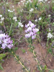Aspalathus cephalotes