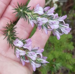 Aspalathus cephalotes