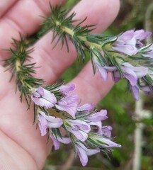 Aspalathus cephalotes