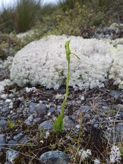 Pterostylis tasmanica