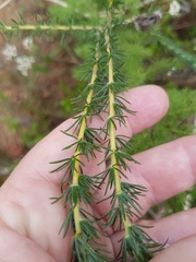 Aspalathus cephalotes