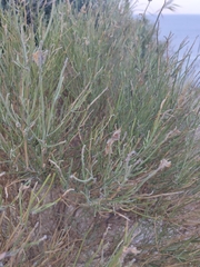 Genista thyrrena