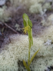 Pterostylis tasmanica