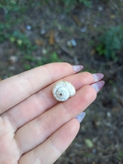 Xeropicta derbentina
