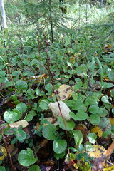 Pyrola rotundifolia
