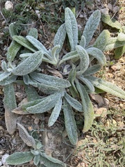 Stachys cretica